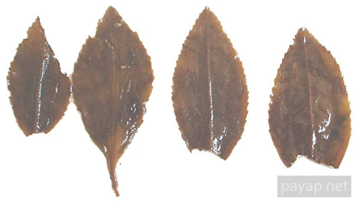 蘭貴人(使用後)