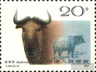 4-2 扭角羚 Budorcas taxicolor 20分