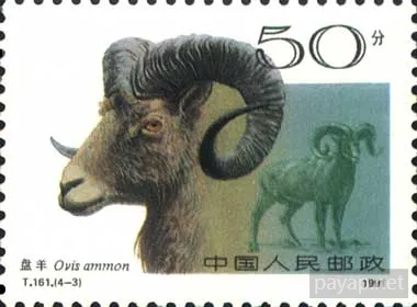 4-3 盘羊 Ovis ammon 50分