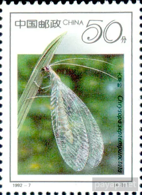 4-3 昆虫、大草蛉 Chrysopa septempunctata. 50分 4-3 昆虫、大草蛉 Chrysopa septempunctata. 50分