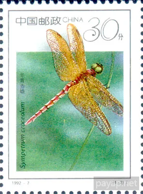 4-1 昆虫、半黄赤蜻 Sympetrum croceolum 30分 4-2 昆虫、半黄赤蜻 Sympetrum croceolum 30分