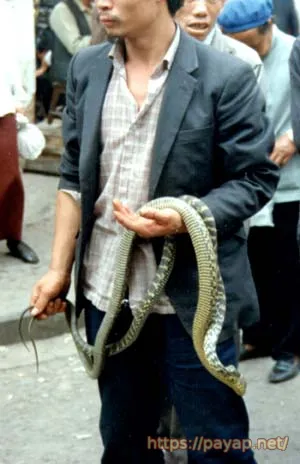 路上の蛇売り 路上の蛇売り