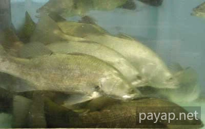 スズキ Oriental Seafood