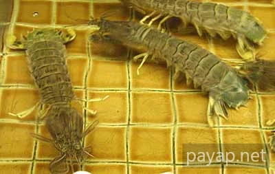 シャコ Oriental Seafood