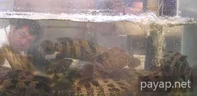 石班魚 (ハタ科の魚 Grouper) Oriental Seafood