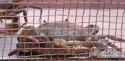 蟹 Oriental Seafood