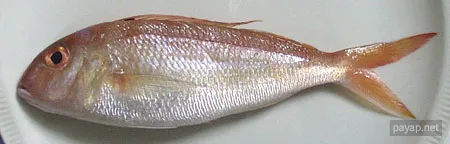 海魚「ももいとより」