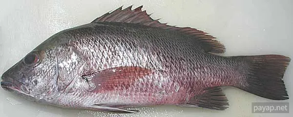 海魚「ふえだい」