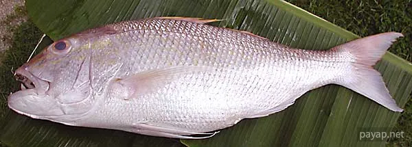 海魚「ひめだい」