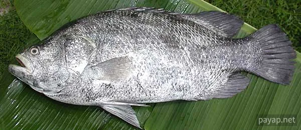 「松鯛」Labotes Surinamemsis