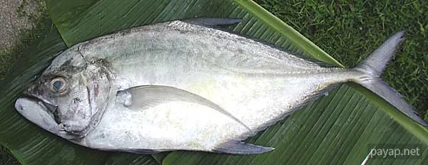 海魚「南洋カイワリ」