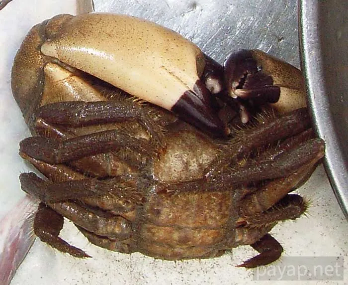 Vietnamese stone crab