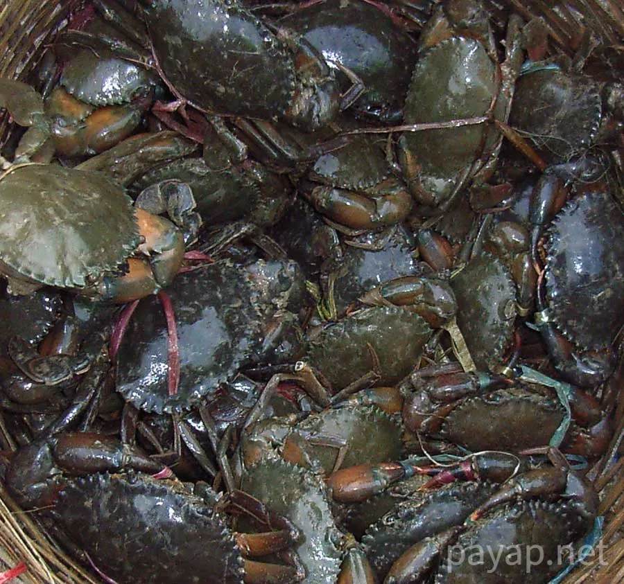 ノコギリガザミ