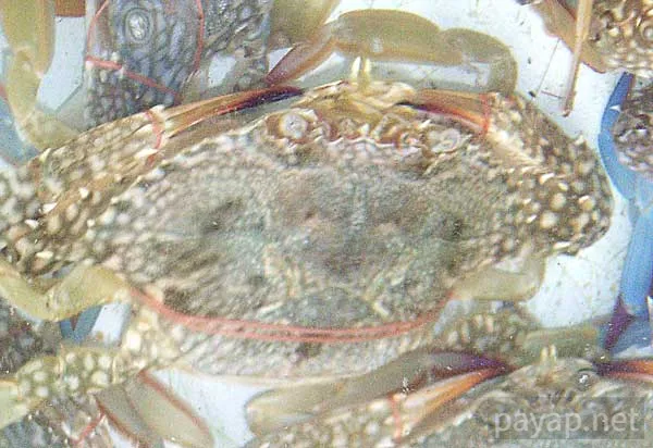 ガザミ(ワタリガニ)