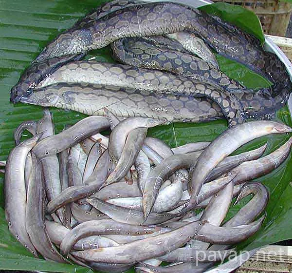 チエンマイ市場、魚