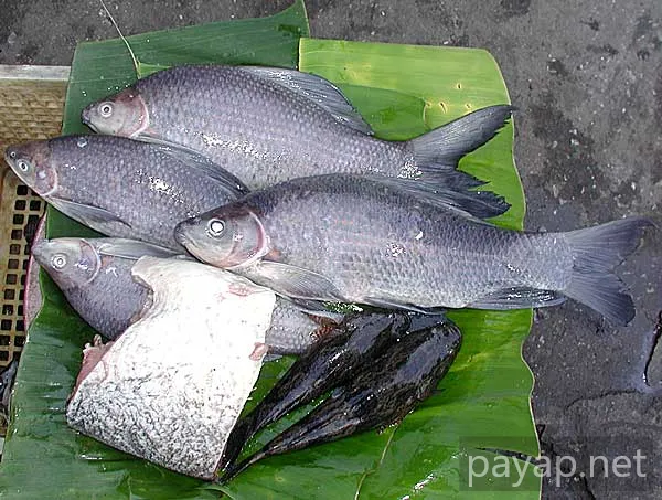 チエンマイ市場、魚 チエンマイ市場、魚