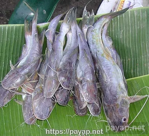 チエンマイ市場、魚