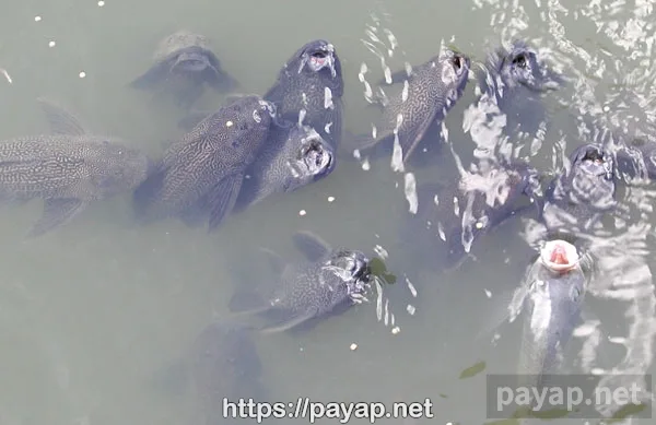 2001年8月撮影、ソンブーファンの魚