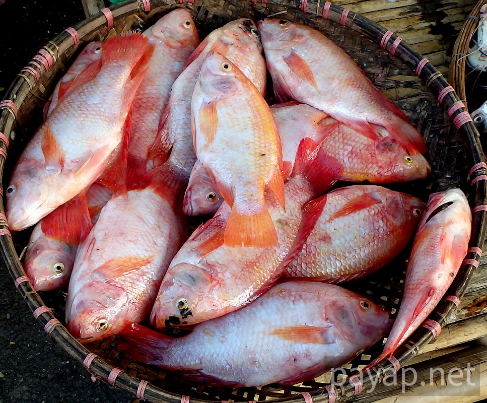 プラータップティム,ปลาทับทิม プラータップティム,ปลาทับทิม