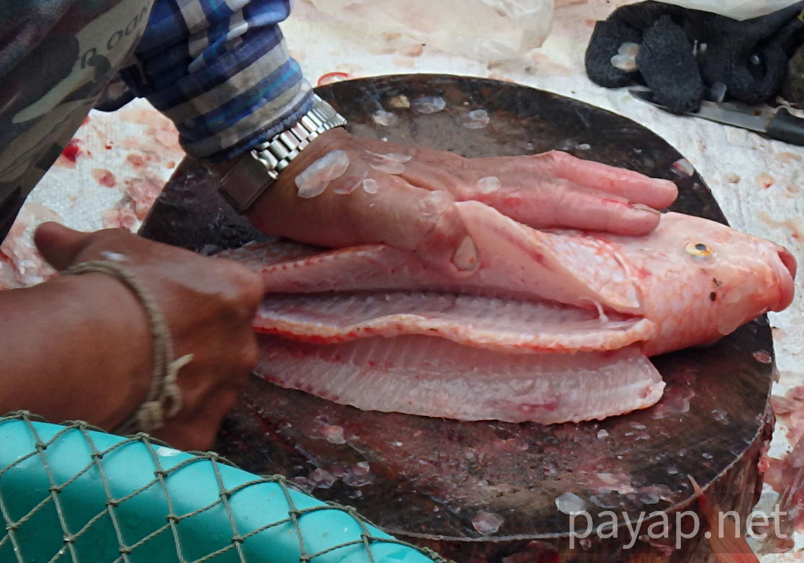 プラータップティム,ปลาทับทิม プラータップティム,ปลาทับทิม