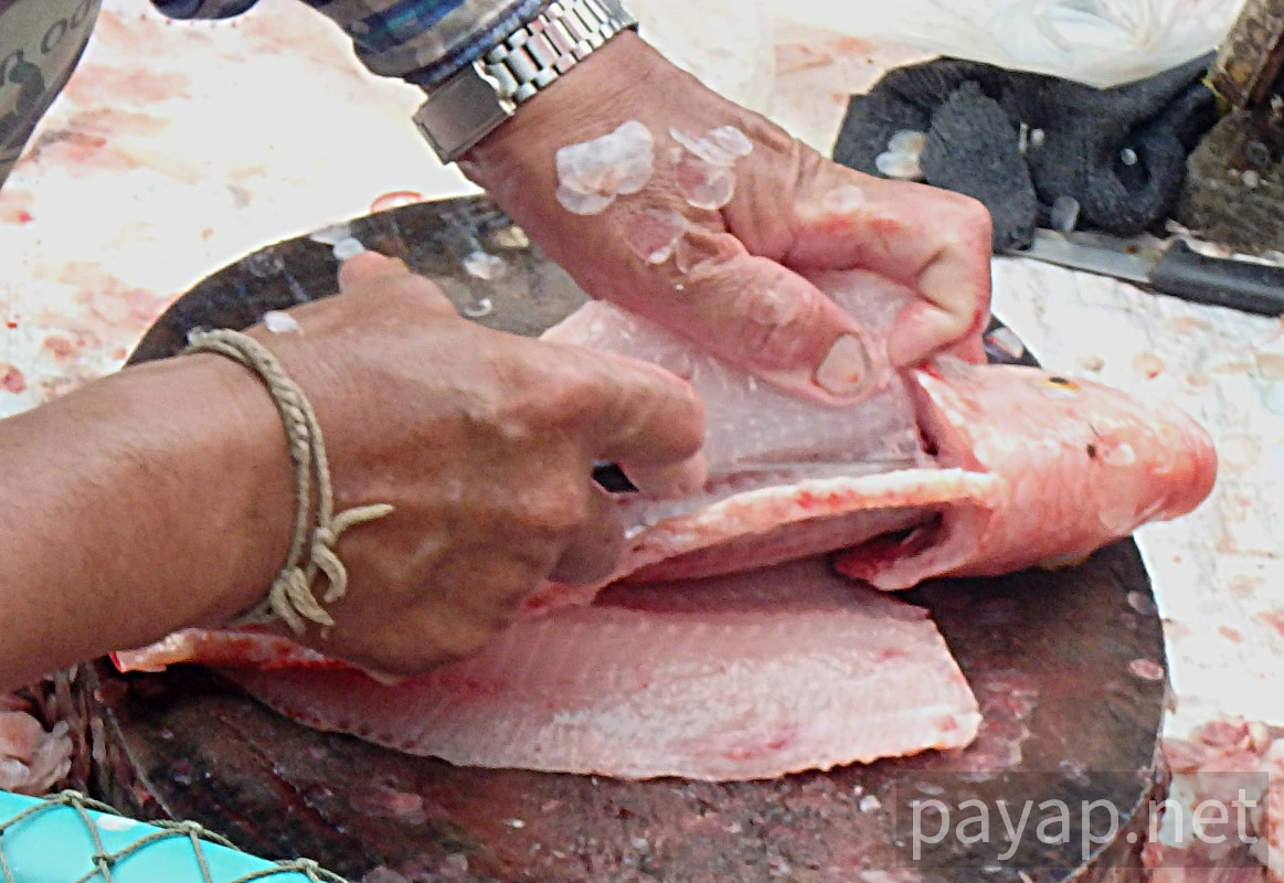 プラータップティム,ปลาทับทิม プラータップティム,ปลาทับทิม