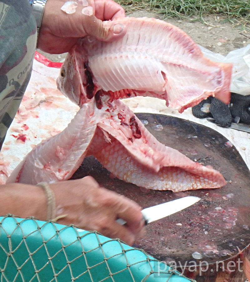 プラータップティム,ปลาทับทิม プラータップティム,ปลาทับทิม