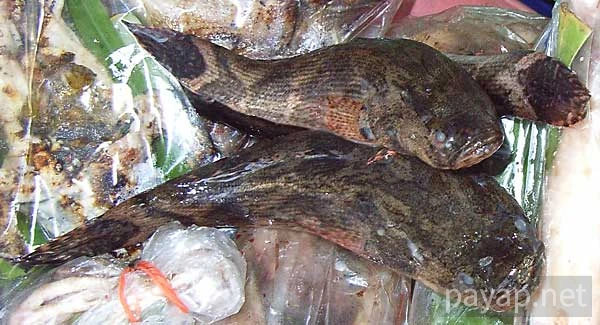 川魚(マーブルゴビー) 川魚(マーブルゴビー)