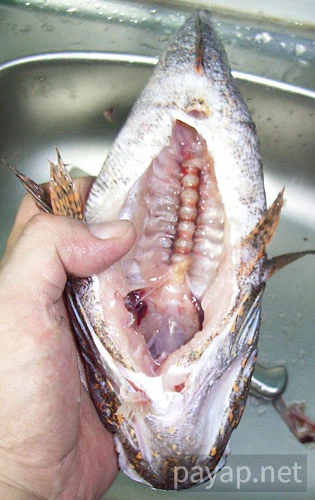 マーブルゴビー