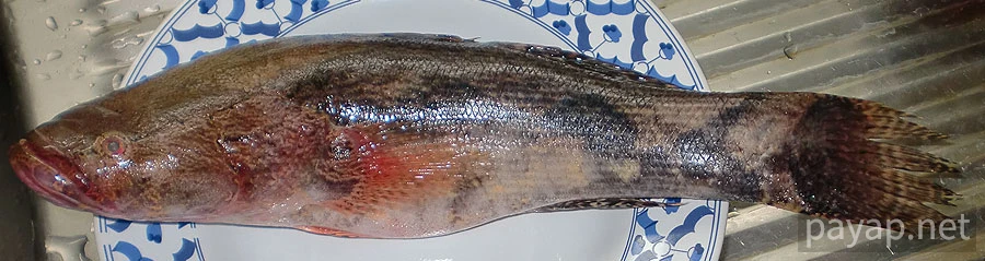 マーブルゴビー