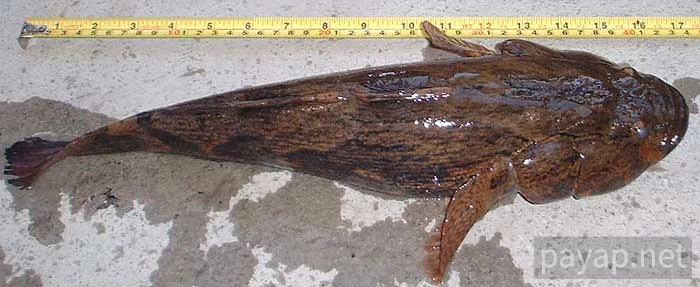 川魚(撮影:2004年6月、サンパコイ市場で買う150バーツ) 川魚(撮影:2004年6月、サンパコイ市場で買う150バーツ)