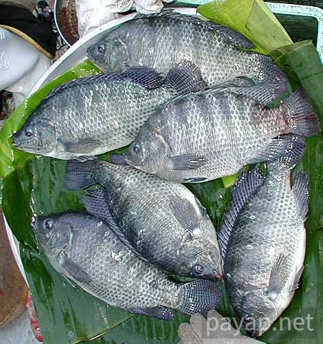 チエンマイ市場で2001年10月撮影、プラーニン--仁魚 チエンマイ市場で2001年10月撮影、プラーニン--仁魚