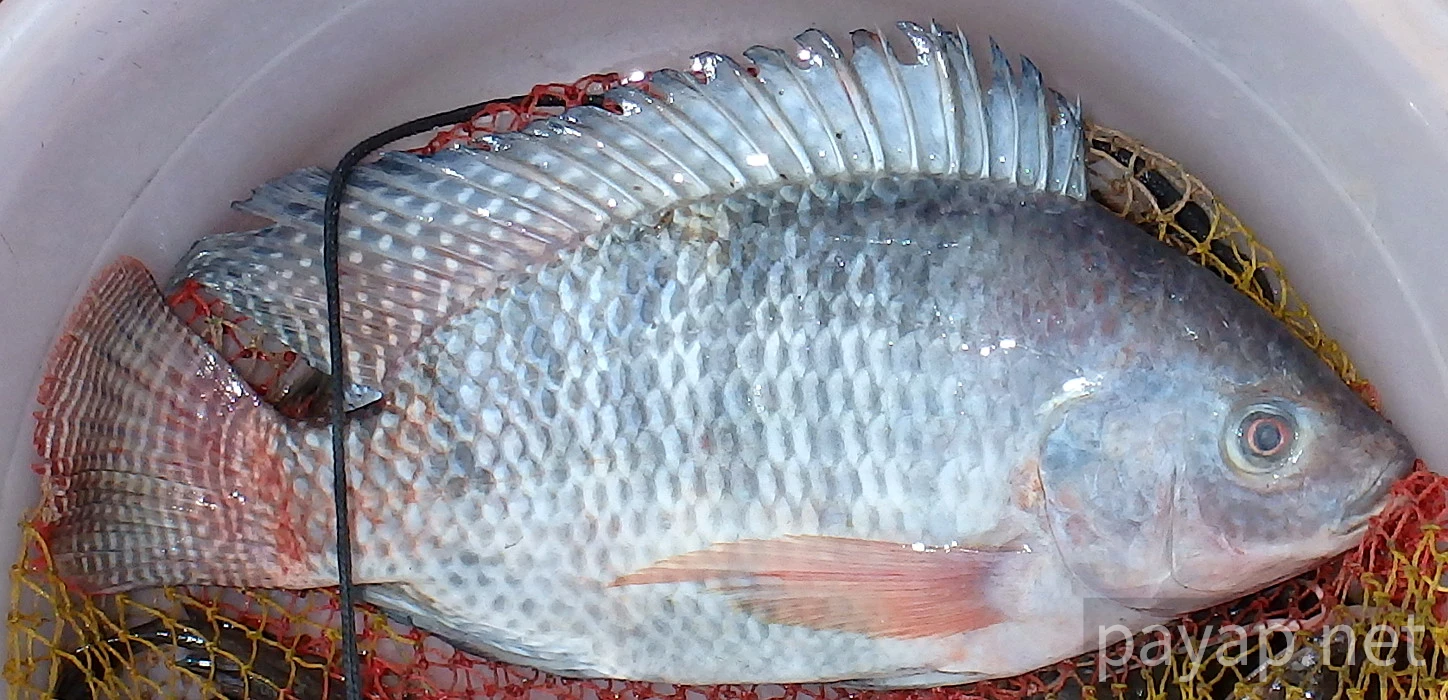 テラピア,プラーニン