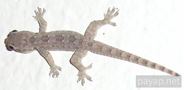 チンチョ(ヤモリ)