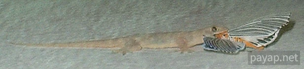 チンチョ(ヤモリ)