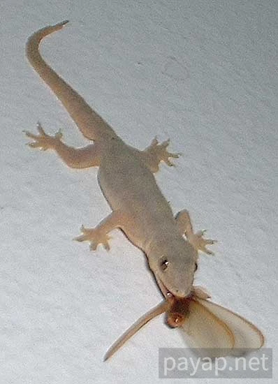 チンチョ (ヤモリ)