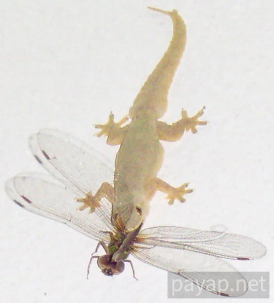 チンチョ (ヤモリ)