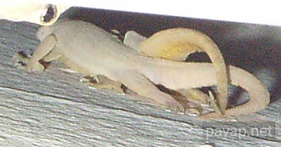 チンチョ(ヤモリ)