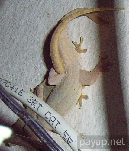 チンチョ(ヤモリ)