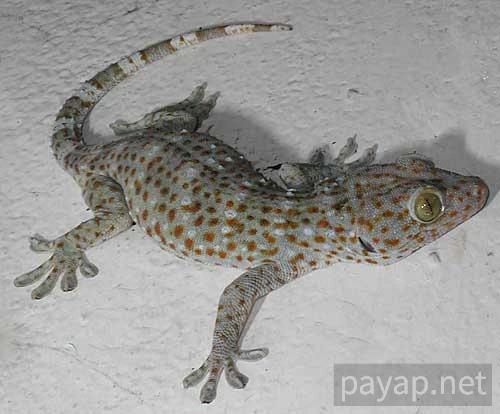 裏庭のトッケー