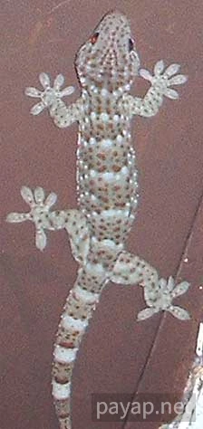 裏庭のトッケー