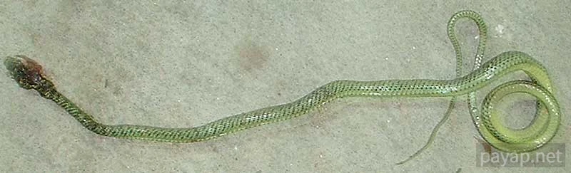 裏庭にいたヘビ