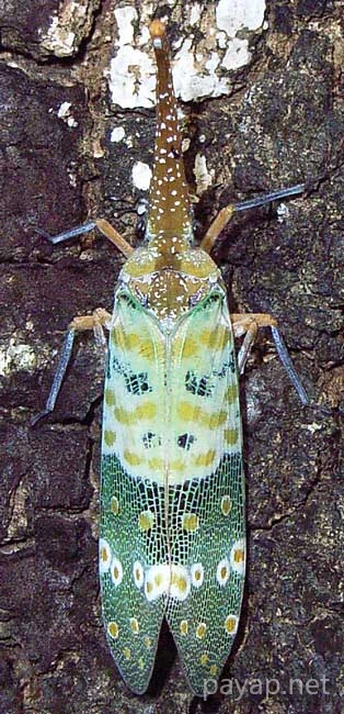 龍眼雞,テングビワハゴロモ