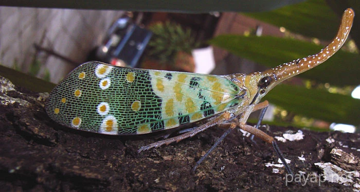 龍眼雞,テングビワハゴロモ