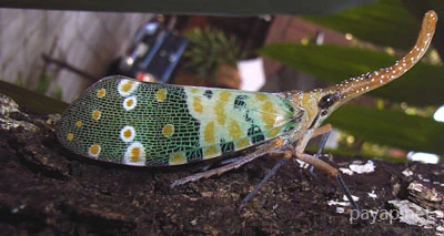 龍眼雞,テングビワハゴロモ