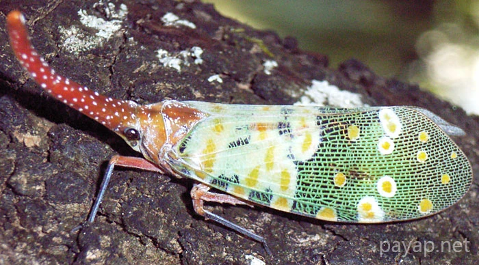 龍眼雞,テングビワハゴロモ