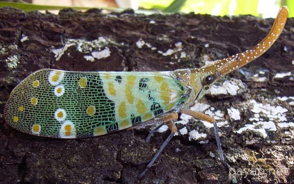 龍眼雞,テングビワハゴロモ