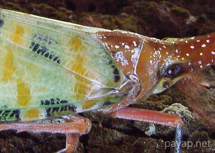 龍眼雞,テングビワハゴロモ