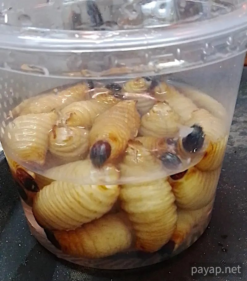 タイの昆虫,ヤシオオオサゾウムシ