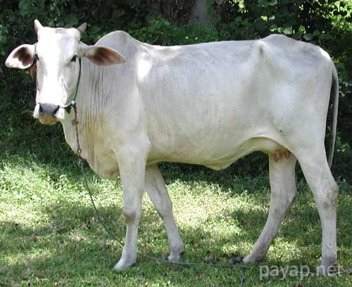 サンパトンの牛