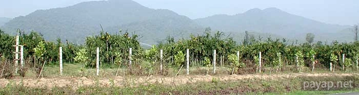 チエンライの写真 2002年